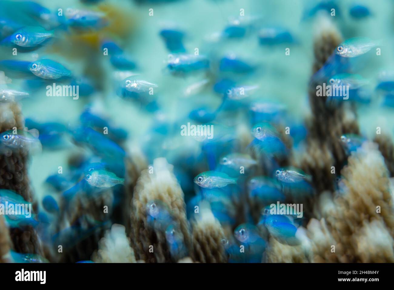 A school of juvenile Blue-green damselfish, Chromis viridis, swims among the protective branches of a staghorn coral colony in Raja Ampat, Indonesia. Stock Photo