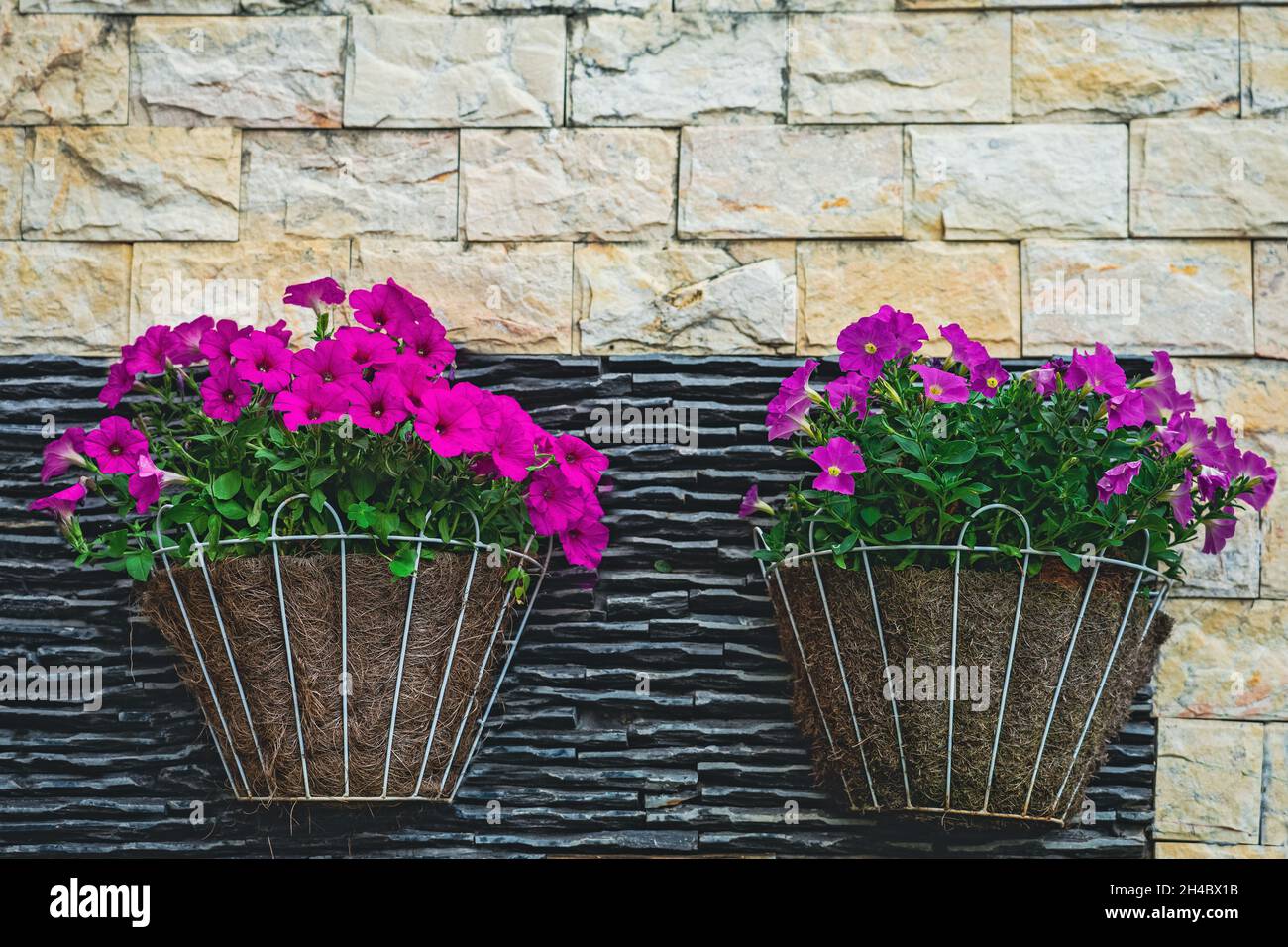 Flower grow in pots with coconut coir, hanging on the stone brick wall