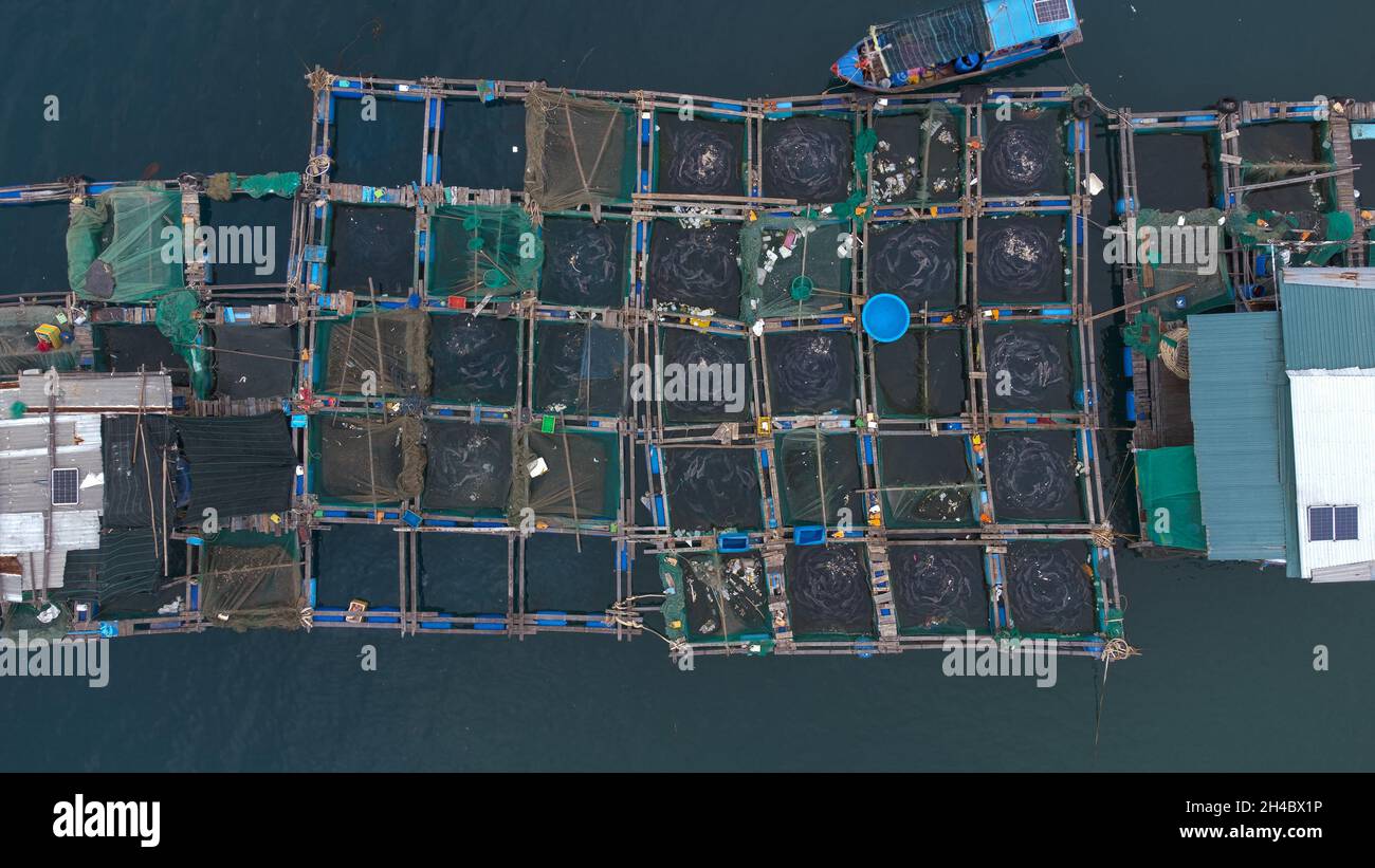 Fish farm cultivation at sea. Aerial view. Seafood industry in Vietnam. Stock Photo