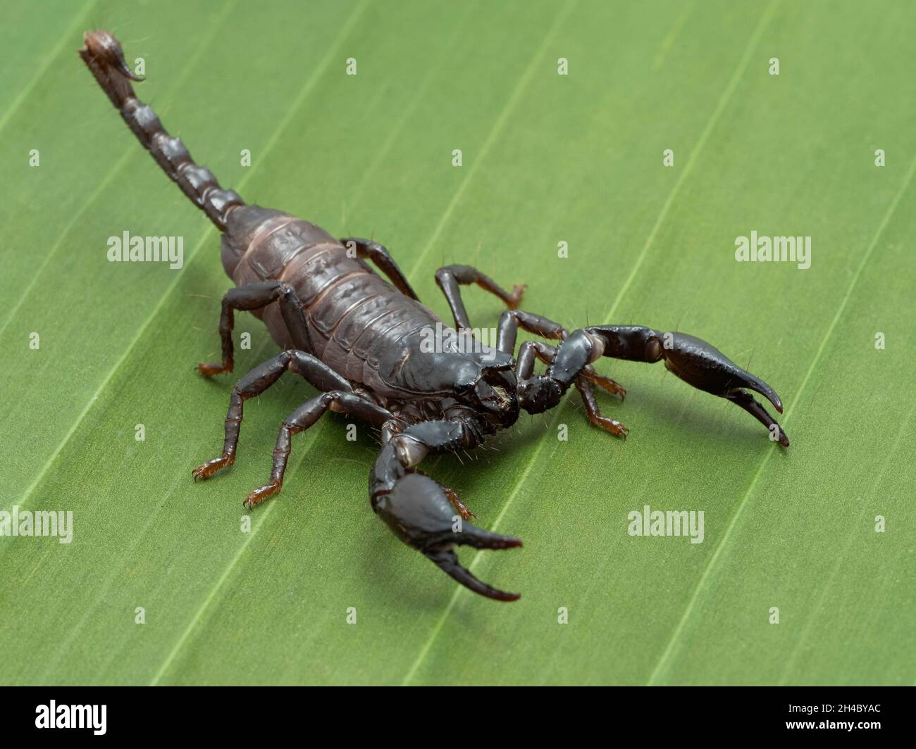 Juvenile Asian forest scorpion (Heterometrus species) on a banana leaf. Different species of thes scorpions range across Asia Stock Photo