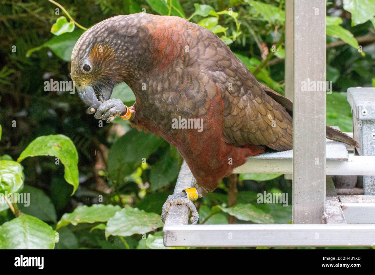 Kaka (Nestor meridionalis), a native New Zealand parrot feeding in Zealandia Ecosanctuary Stock Photo