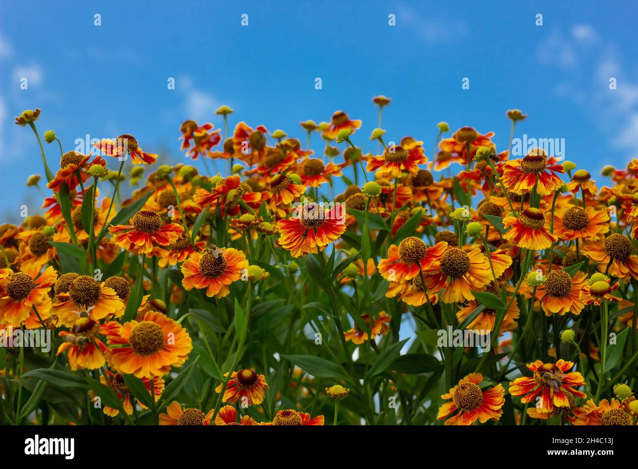 bouquet of bright flowers against the blue sky Stock Photo