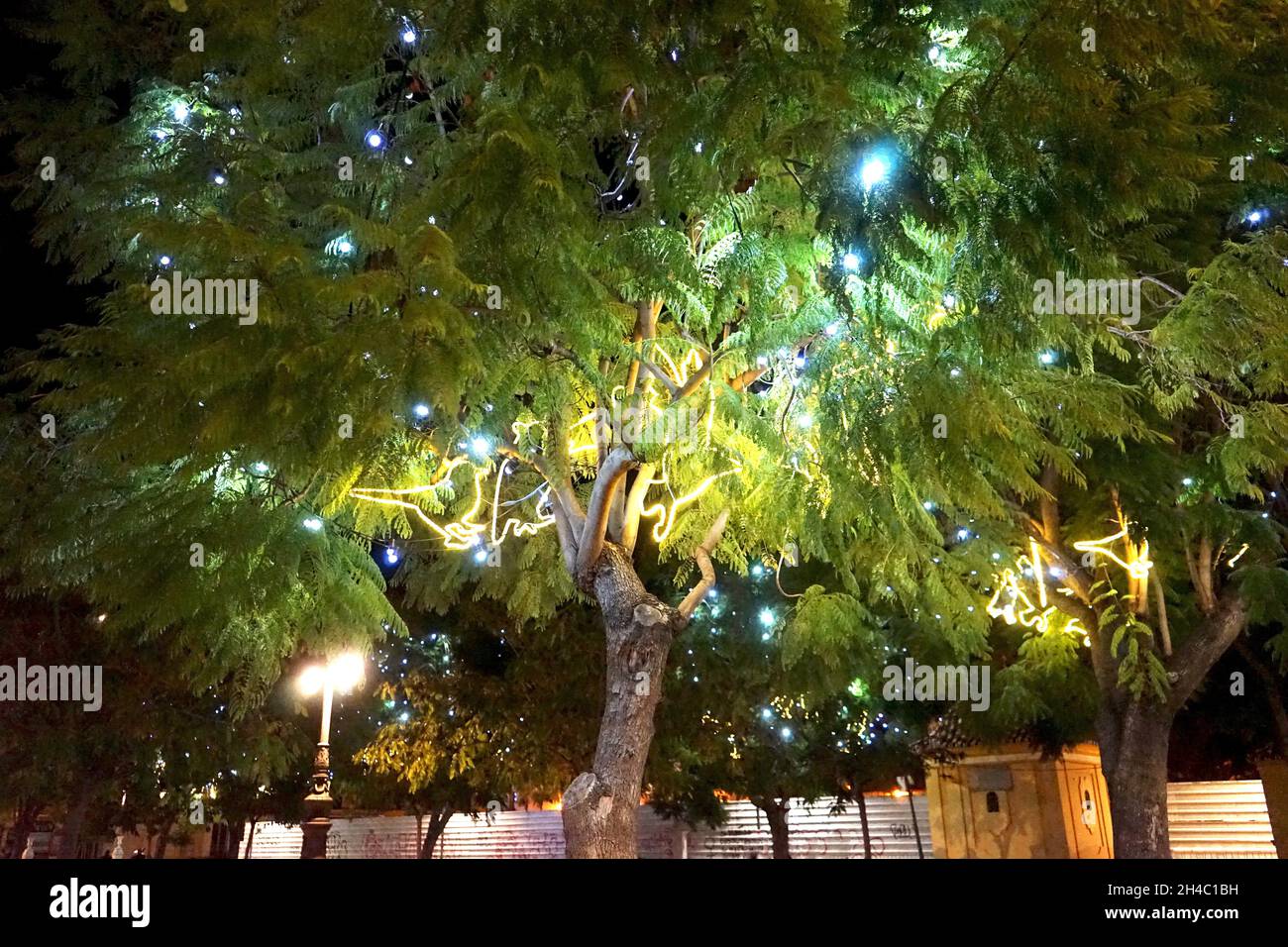 Christmas in Malaga, Spain:  Christmas lights in green trees Stock Photo