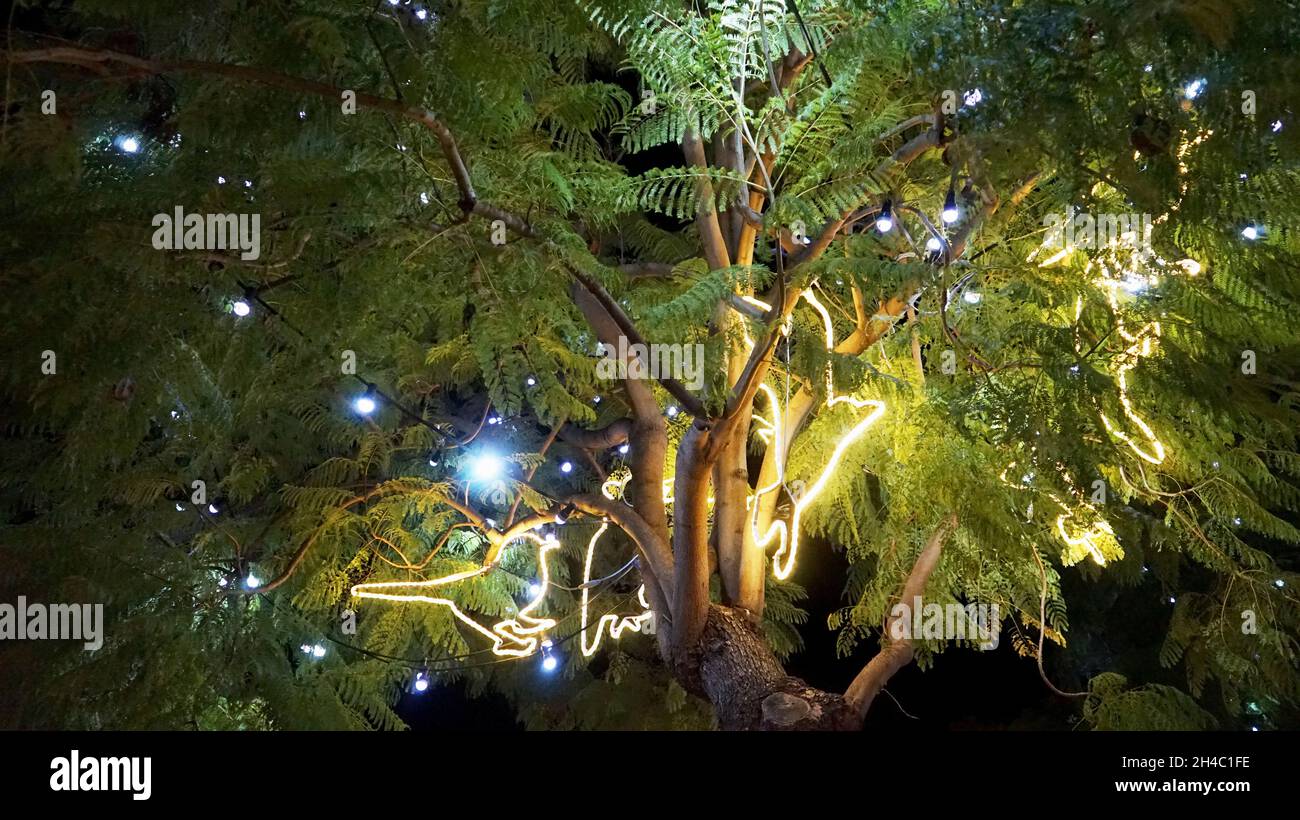 Christmas in Malaga, Spain:  Christmas lights in green trees Stock Photo