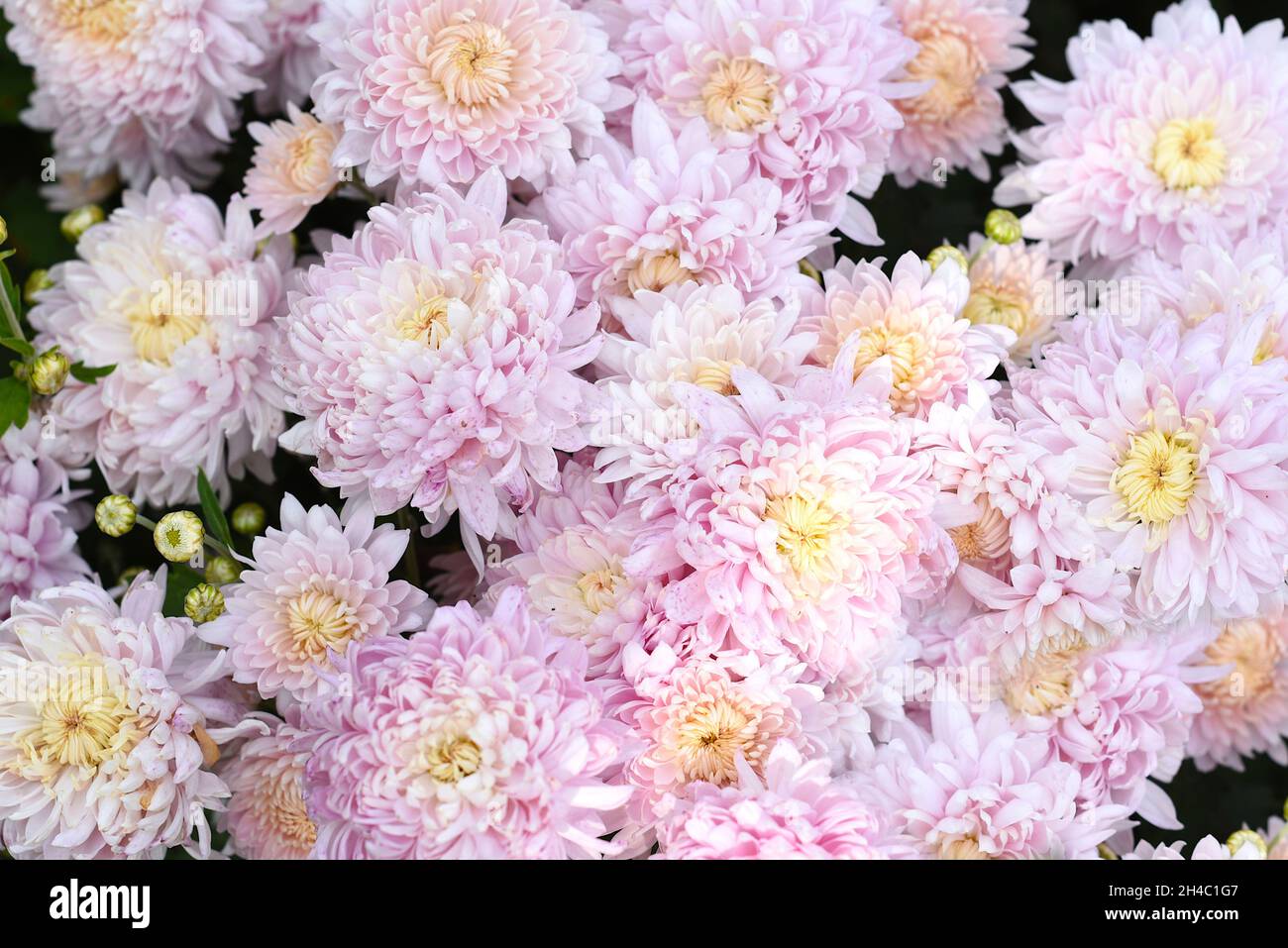 Chrysanthemum grandiflorum Ramat. Holyday Rose Stock Photo