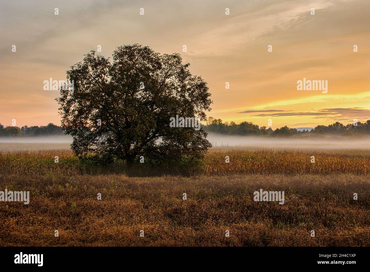 Single tree in the middle of a foggy field during the beautiful sunrise ...