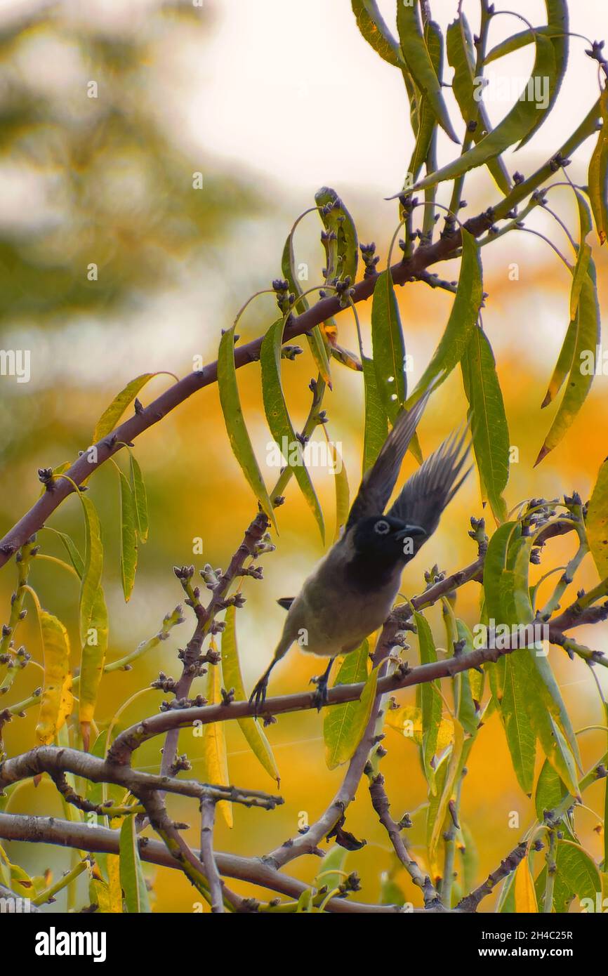 Cape bulbul, Pycnonotus capensis, resting on a tree in Simon's Town, South Africa Stock Photo