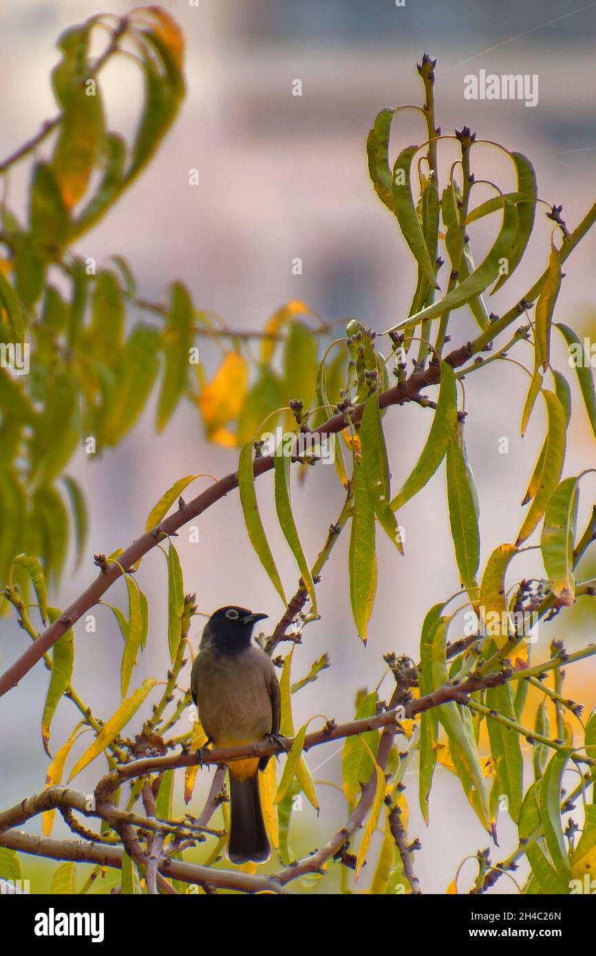 Cape bulbul, Pycnonotus capensis, resting on a tree in Simon's Town, South Africa Stock Photo