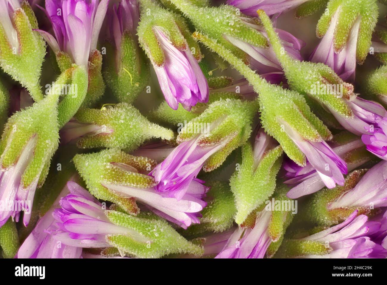 Macro view of Rosea ice plant (Drosanthemum floribundum) buds Stock Photo