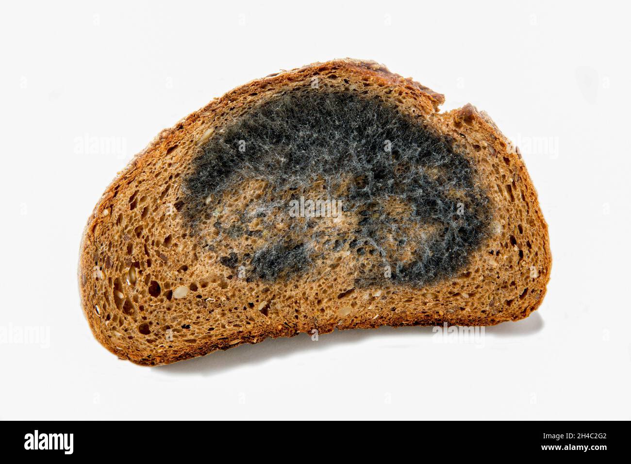 Moldy slice of rye bread isolated on a white background Stock Photo