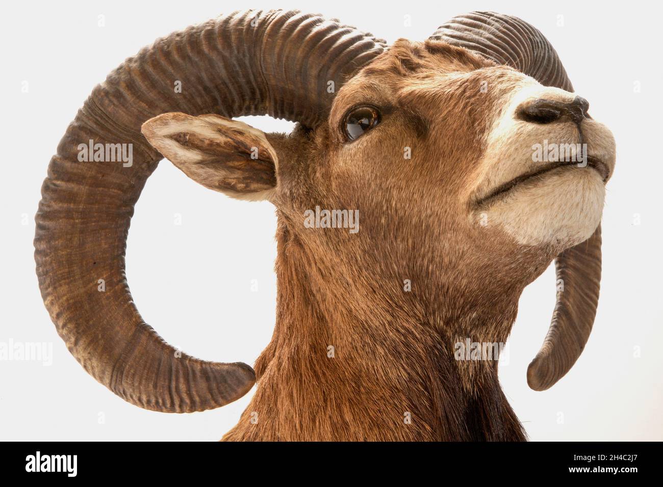 Preparation of a mouflon head isolated on white background Stock Photo
