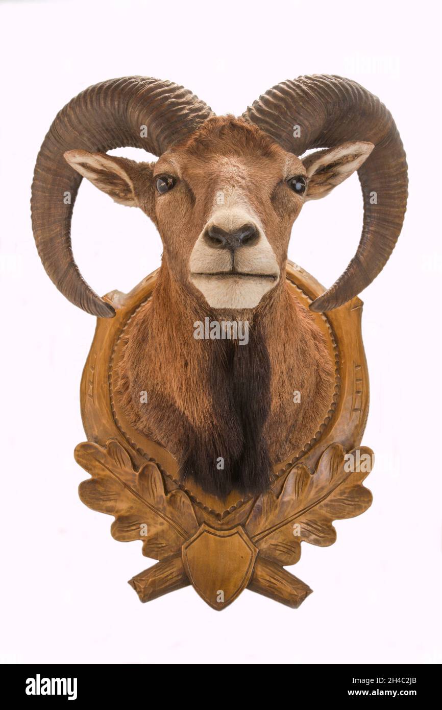 stuffed mouflon on a decorated wooden plate Stock Photo