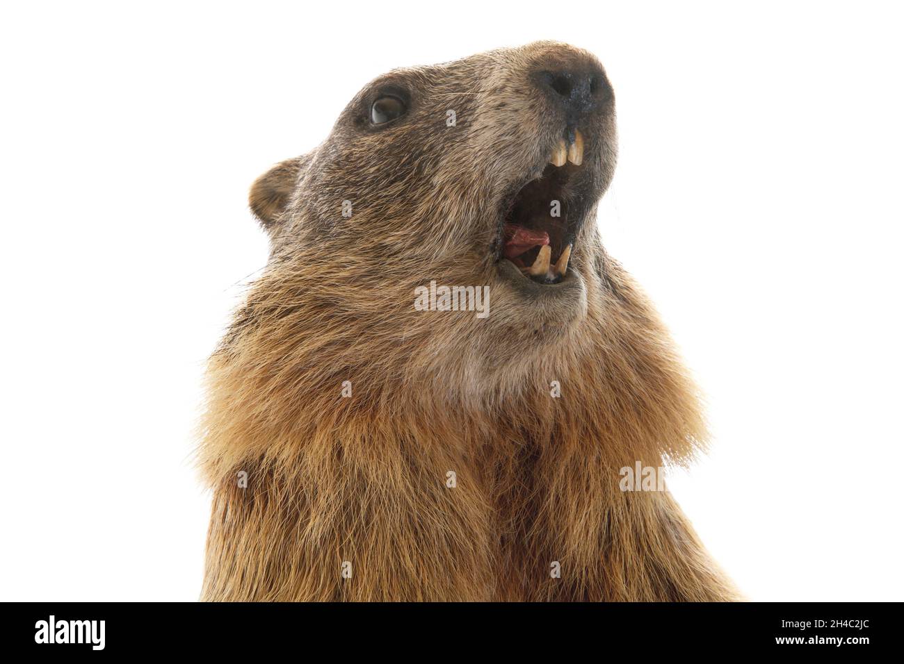 stuffed marmot with open mouth isolated on white background Stock Photo
