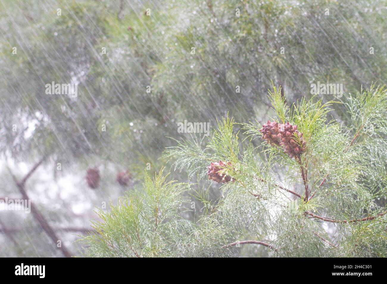Heavy rain shower in the day, tree nature foreground Stock Photo Alamy