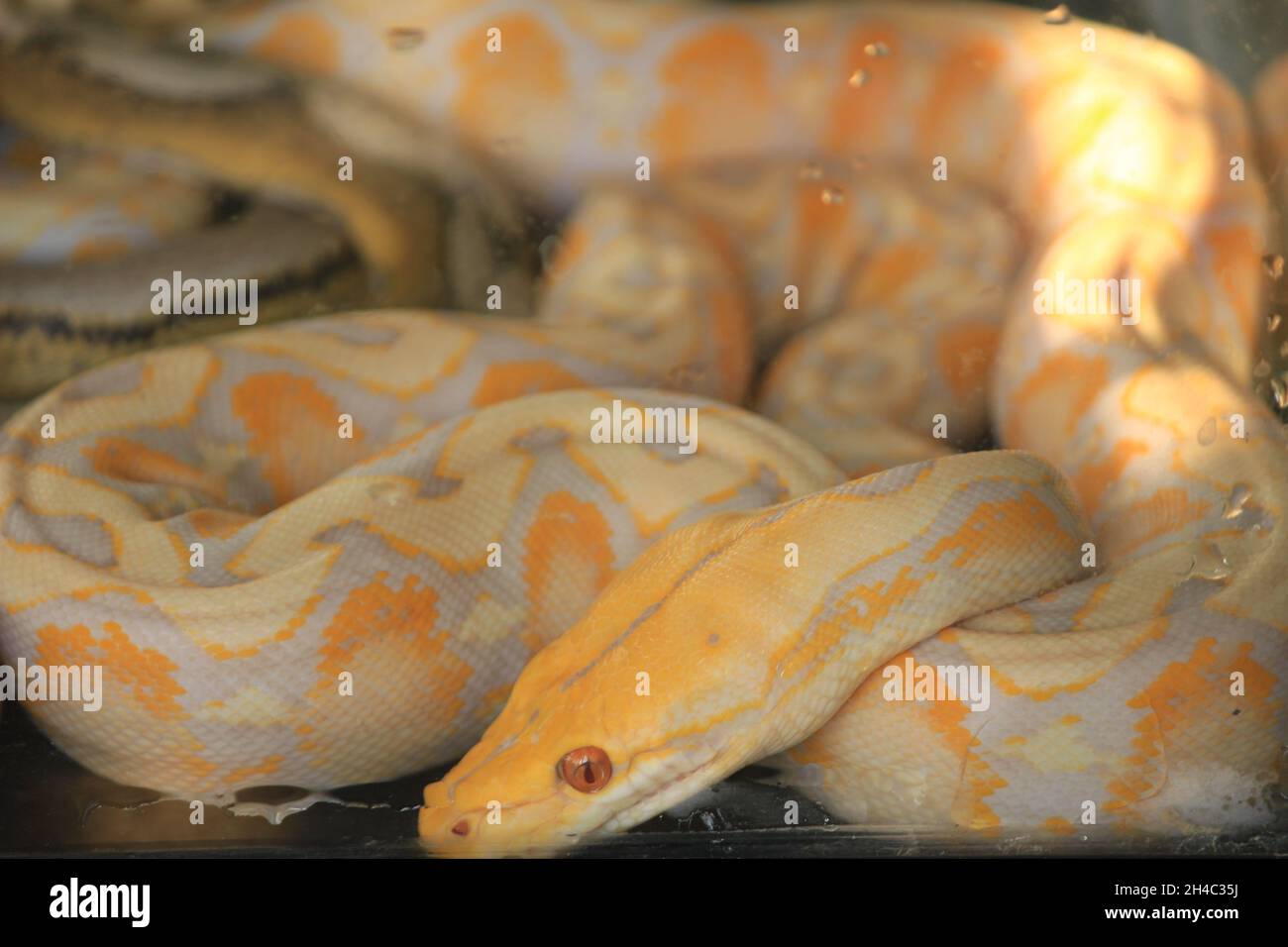 white python with exotic skin color and pattern white python with ...