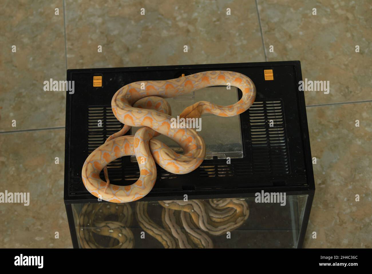white python with exotic skin color and pattern white python with ...