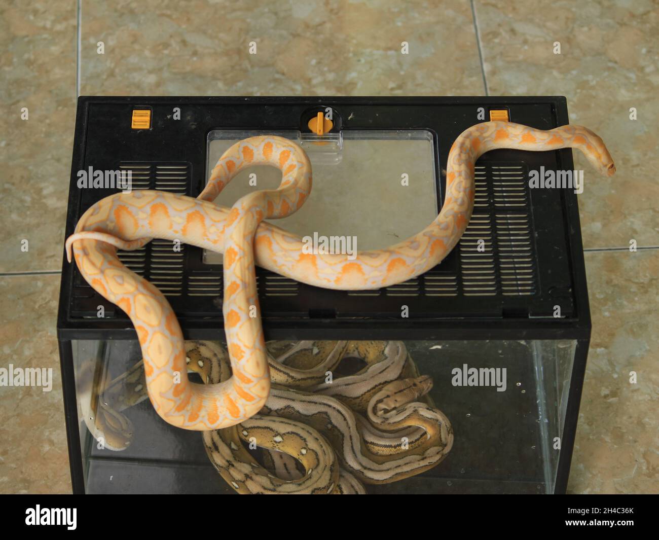 white python with exotic skin color and pattern white python with ...