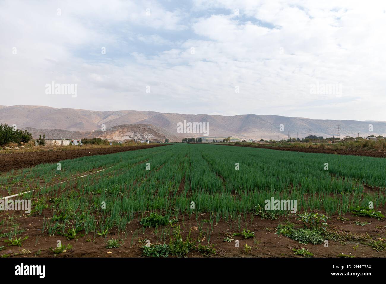 Bekaa Valley Fields in Autumn Stock Photo