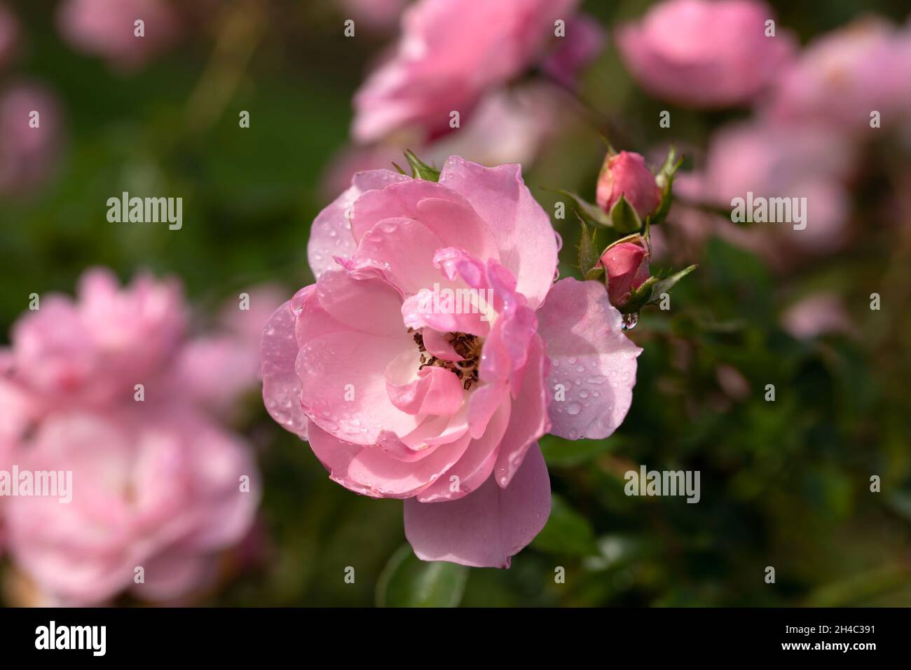 Closeup of flowers of Rosa 'Bonica 82' with water drops after a shower of rain Stock Photo