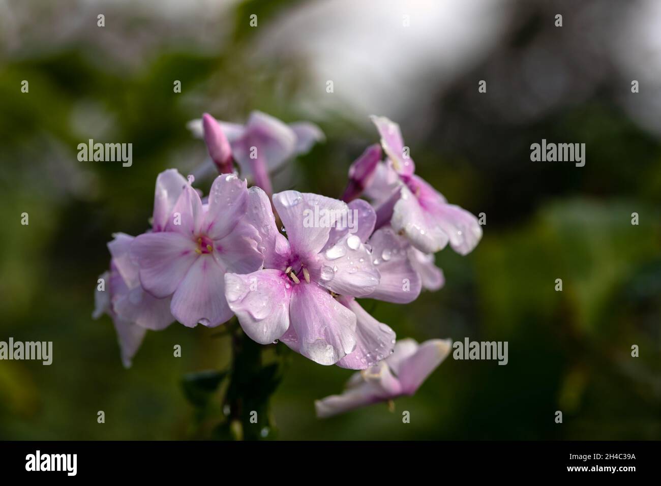 Closeup of flowers of Phlox Paniculata 'Rosa Pastell' with water drops after a rain shower Stock Photo