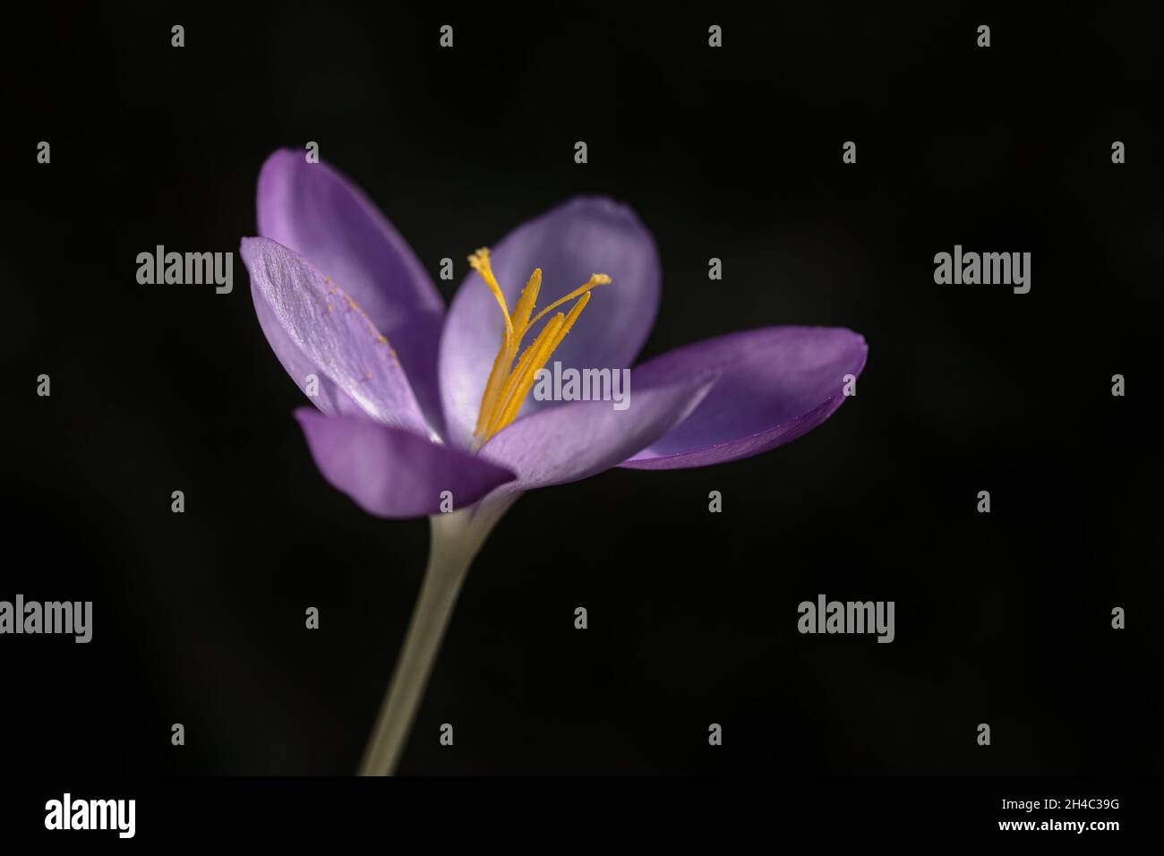 Closeup of single flower of Crocus 'goulimyi' isolated against against a dark background Stock Photo