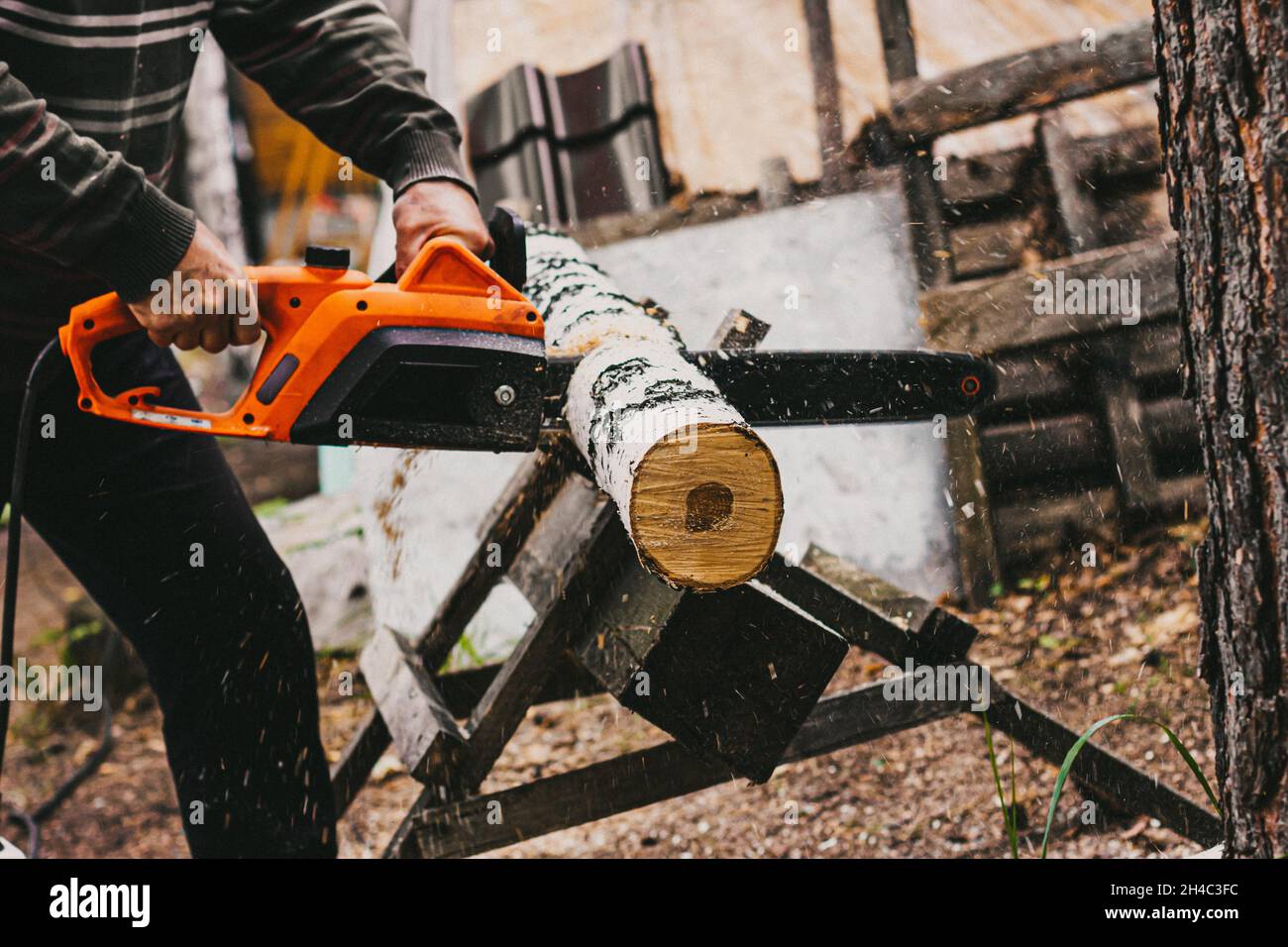 Cutting birch firewood chainsaw hi-res stock photography and images - Alamy