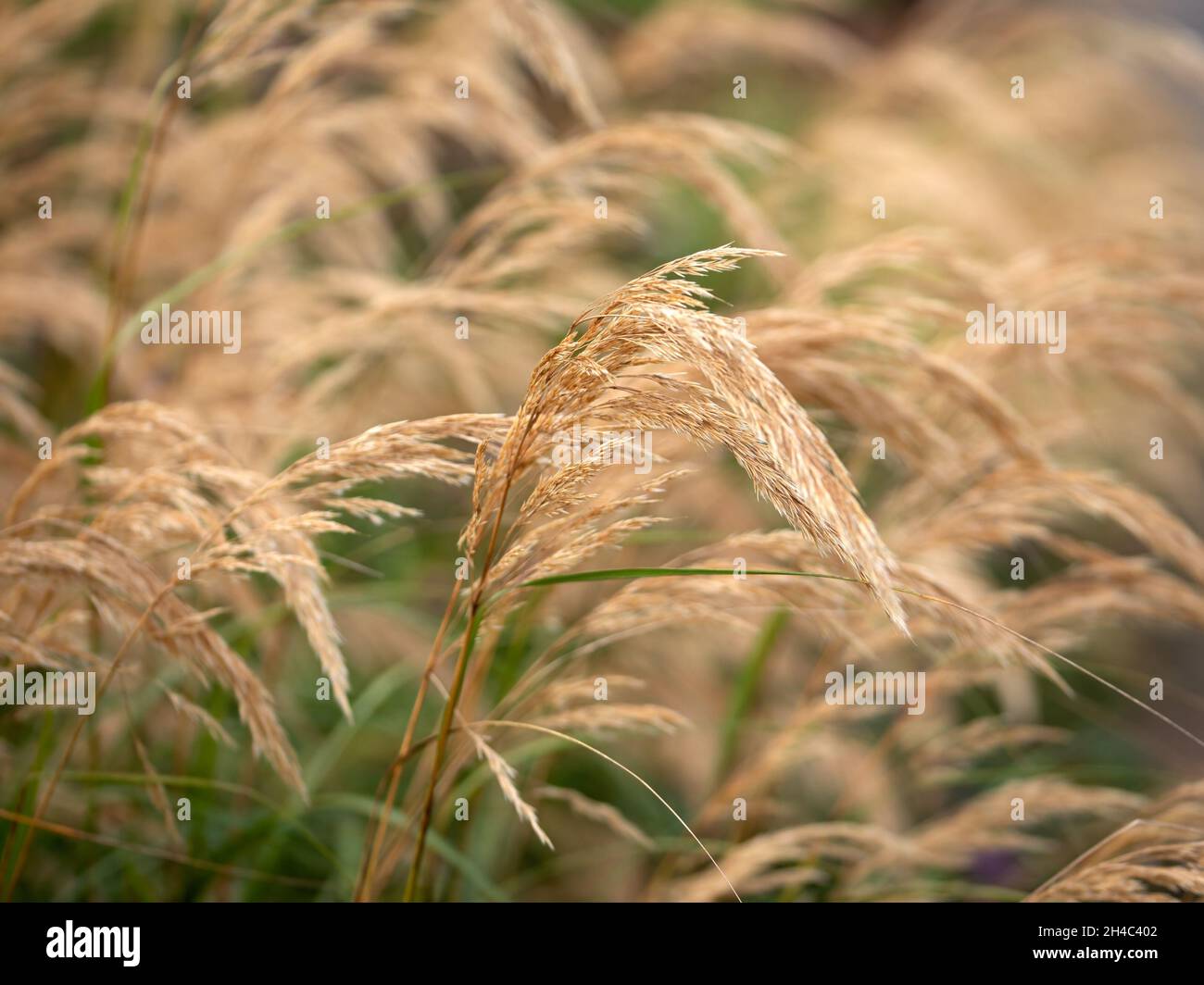 Closeup of ornamental grass Stipa calamagrostis in a garden in autumn Stock Photo