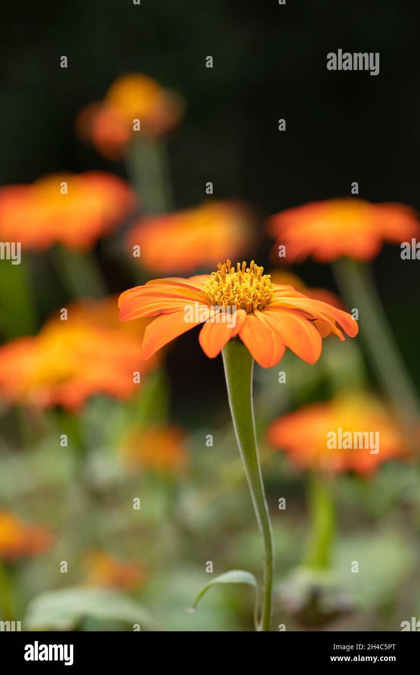 Closeup of flowers of Tithonia rotundifolia 'Torch' in a garden in early autumn Stock Photo