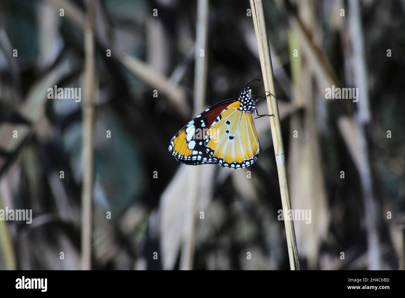 Plain Tiger butterfly side view, in wetlands, Spain Stock Photo