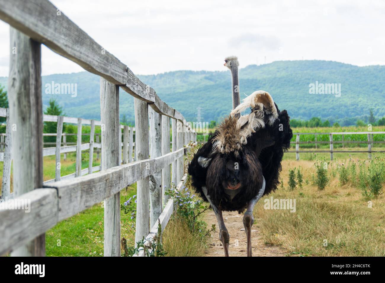 Common ostrich, Struthio Camelus, or simply ostrich raised on the farm Stock Photo