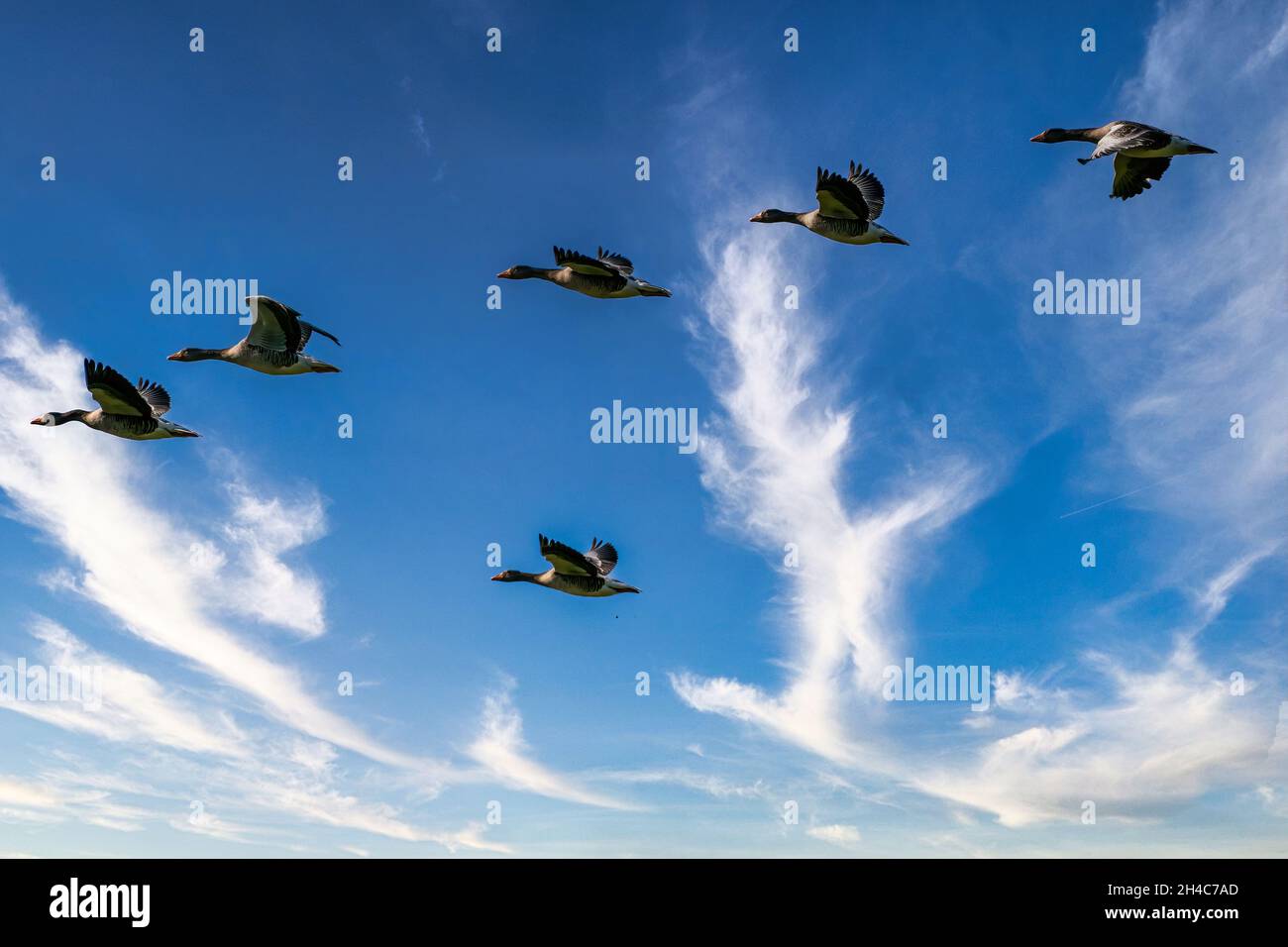 Flock detailed Geese flying in a beautiful blue sky. birds flying in the shape of. Animal themes, background, copy-space. Stock Photo