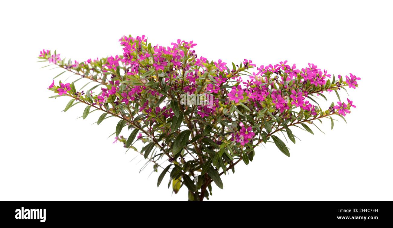 Purple flowers of Cuphea hyssopifolia, the false heather, isolated on white background Stock Photo