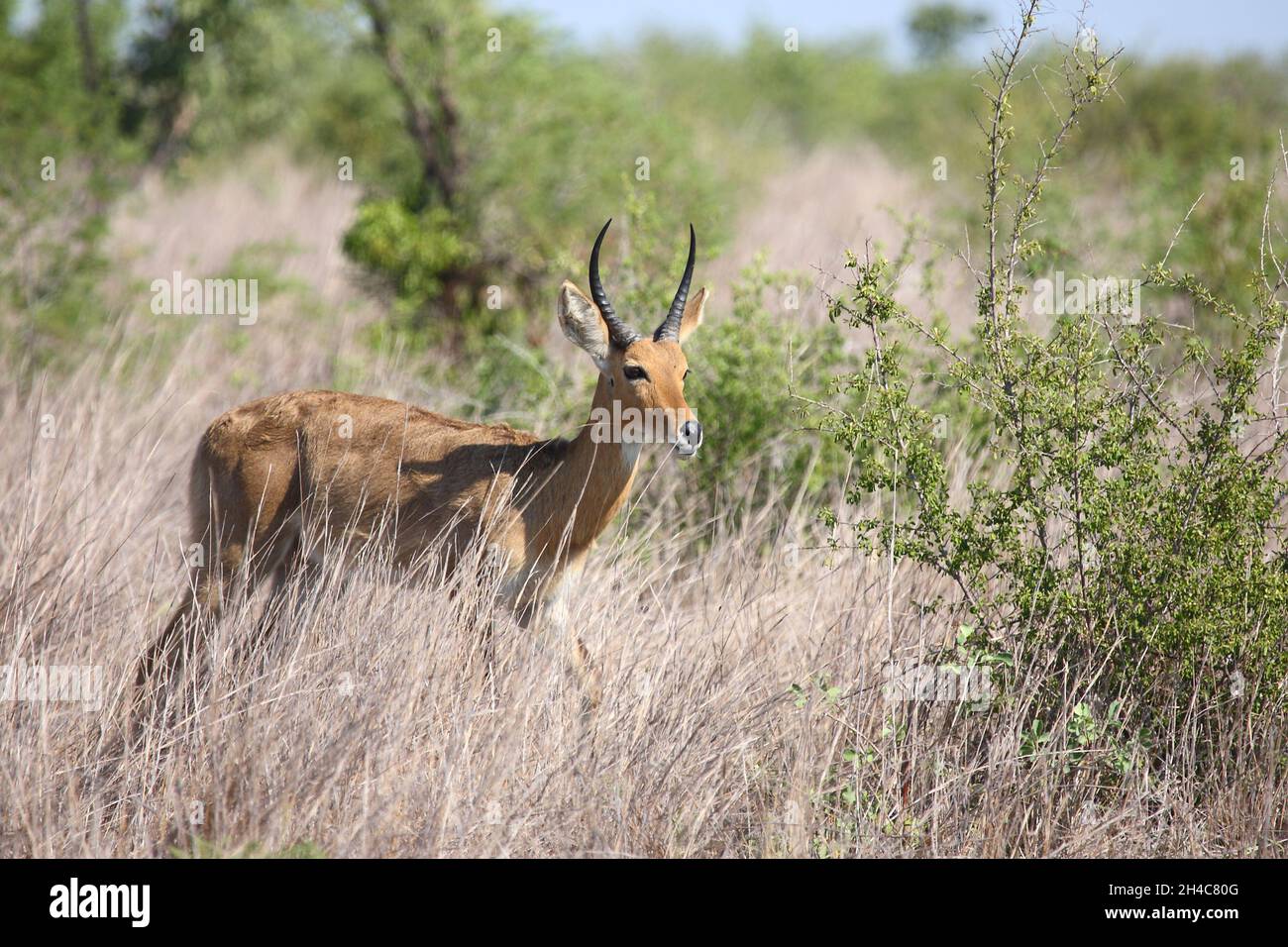 Reedbucks hi-res stock photography and images - Alamy