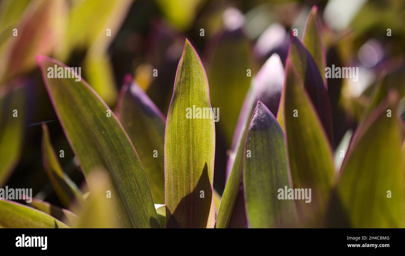 Leaves of Tradescantia spathacea, the boatlily, natural macro floral background Stock Photo