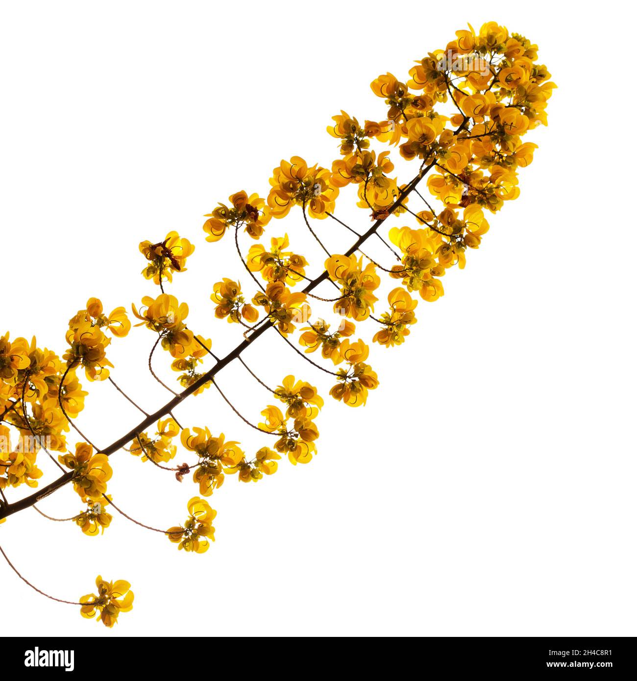 Yellow flowers of Senna spectabilis, golden wonder tree, isolated on white background Stock Photo