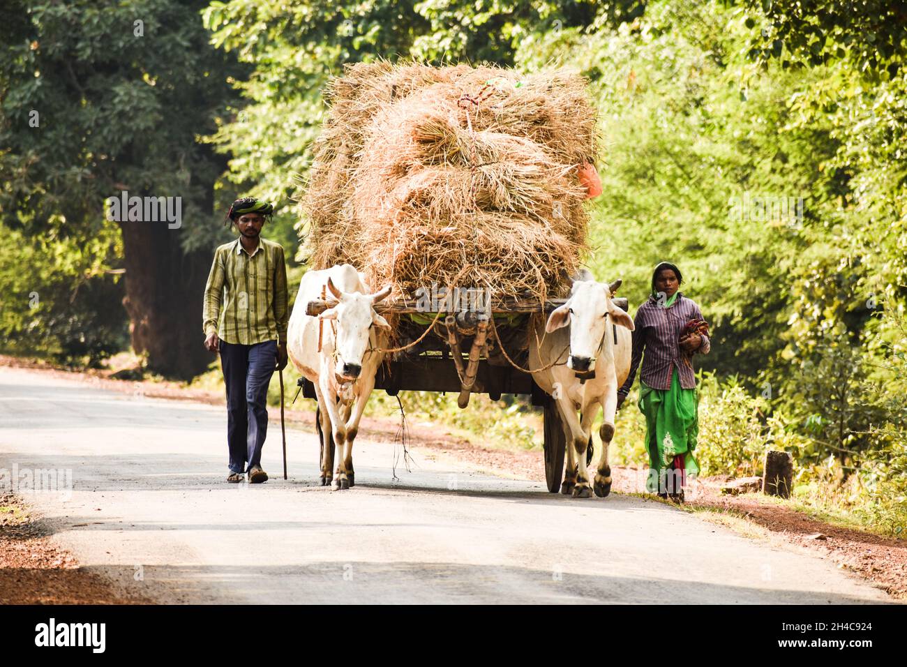 DHAMTARI, INDIA - Apr 05, 2019: A harvested paddy load on Bullock with farmers Stock Photo