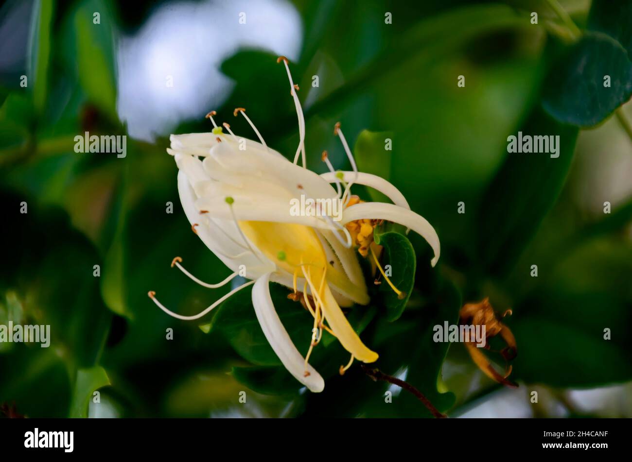 Close up bloom of the yellow and white honeysuckle or Lonicera  flower on the branche, Sofia, Bulgaria Stock Photo