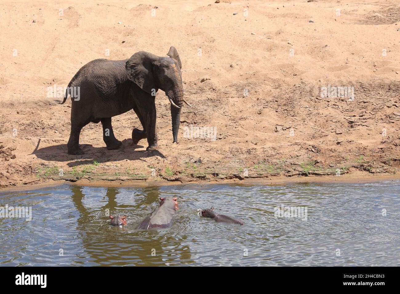 Afrikanischer Elefant Und Flußpferd African Elephant And Hippopotamus Loxodonta Africana Et 3283