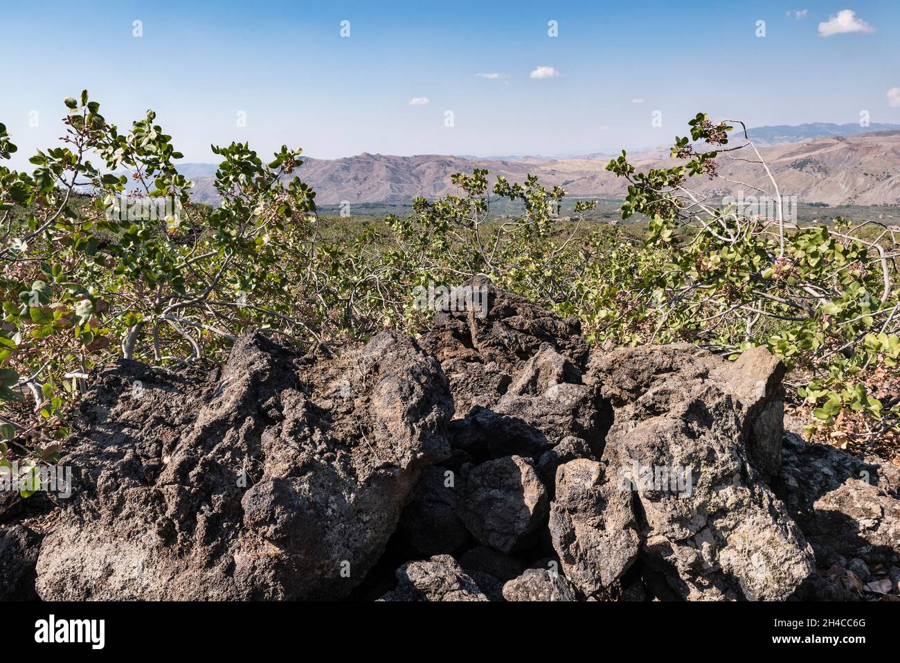 Pistachio tree orchard hires stock photography and images Alamy
