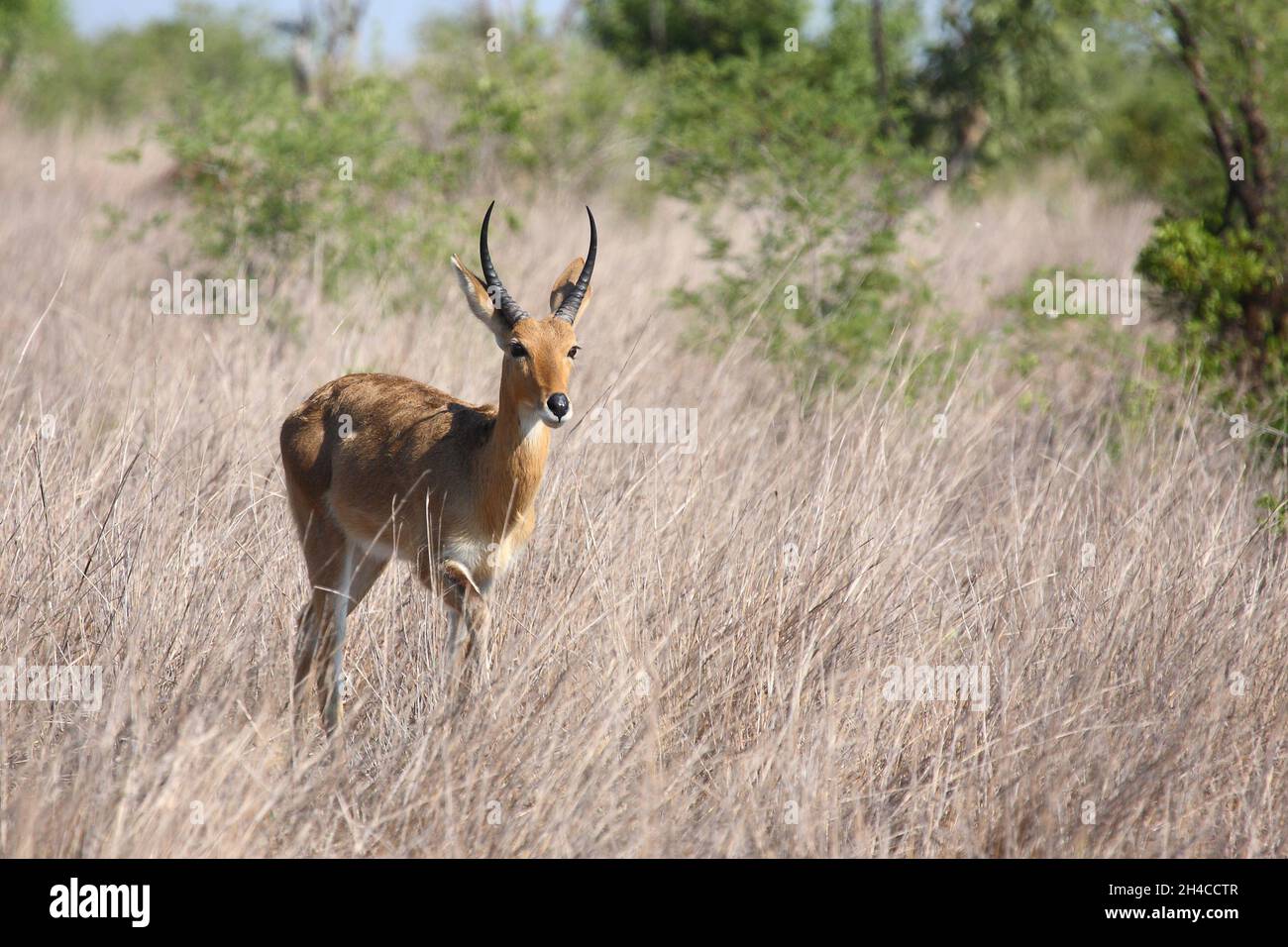 Common reedbuck redunca arundinum hi-res stock photography and images ...
