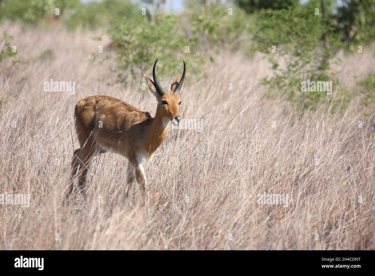 Grossriedbocke hi-res stock photography and images - Alamy