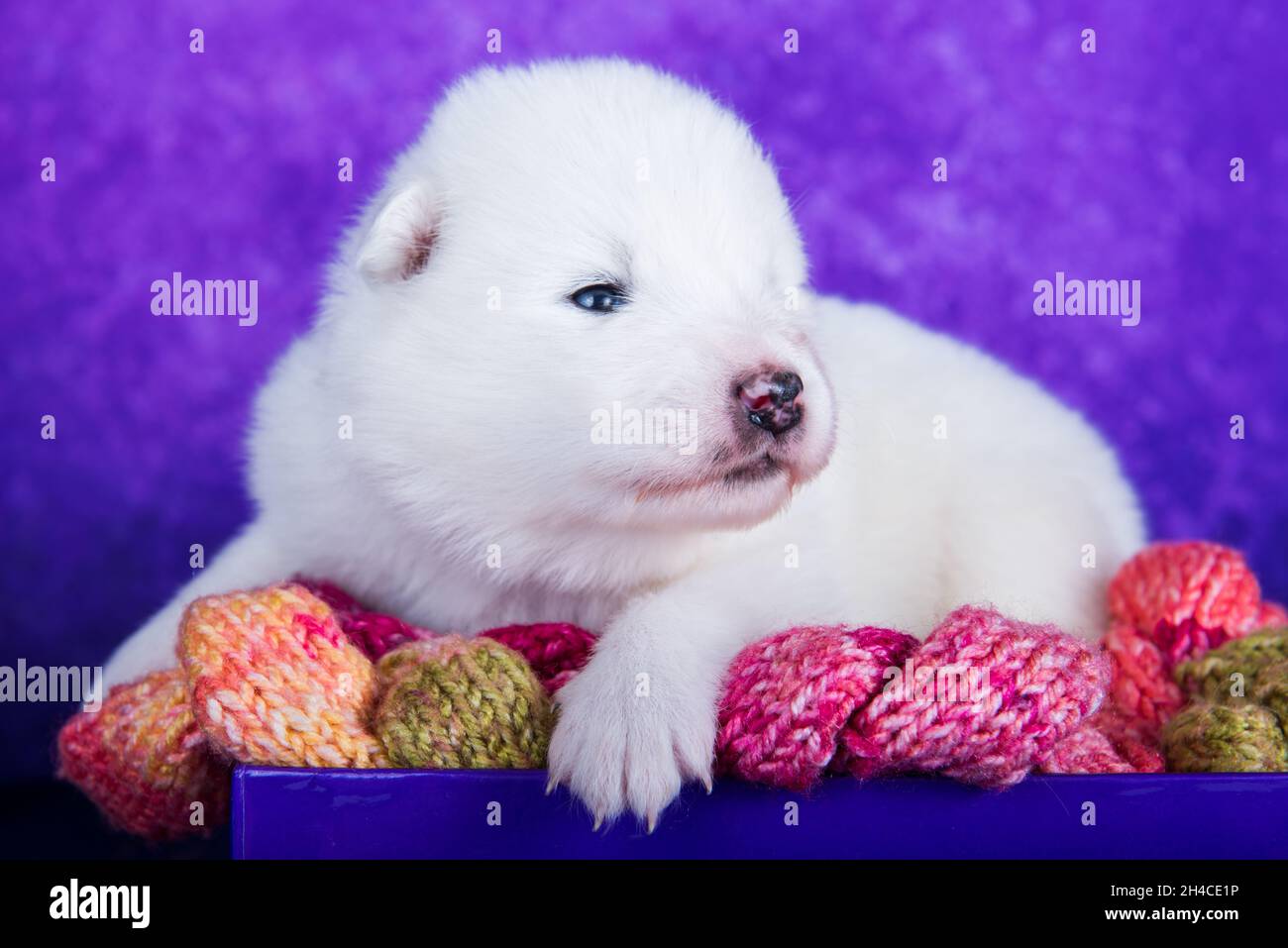 White fluffy small Samoyed puppy dog in a Christmas gift box Stock Photo