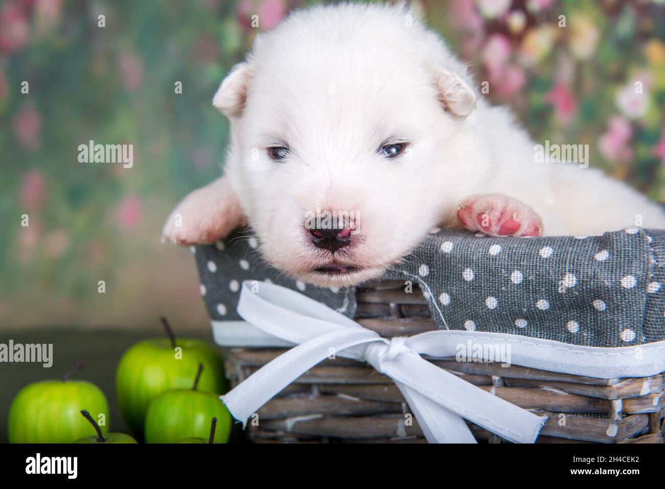 White fluffy small Samoyed puppy dog in a basket with apples Stock Photo