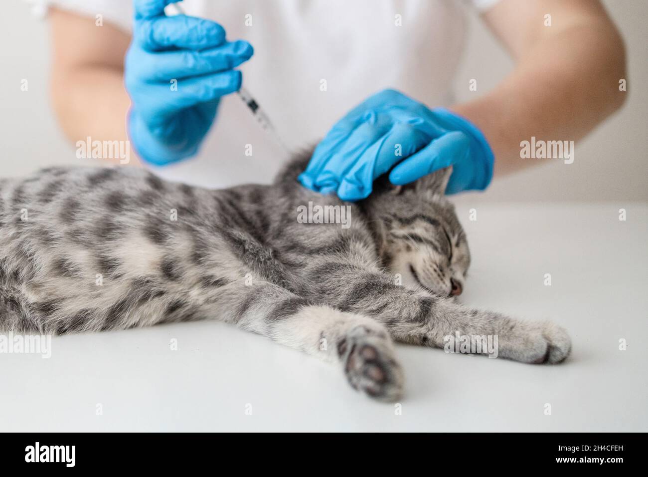 Vaccination of Pets. Veterinarian giving an injection to a pet. Animal healthcare professional Stock Photo