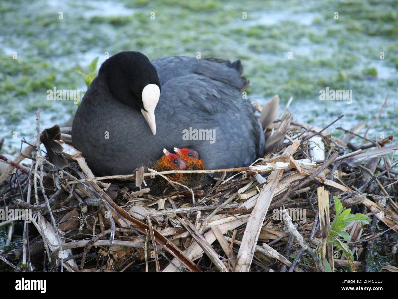 A Mother Coot Bird with Two Chicks on the Nest. Stock Photo