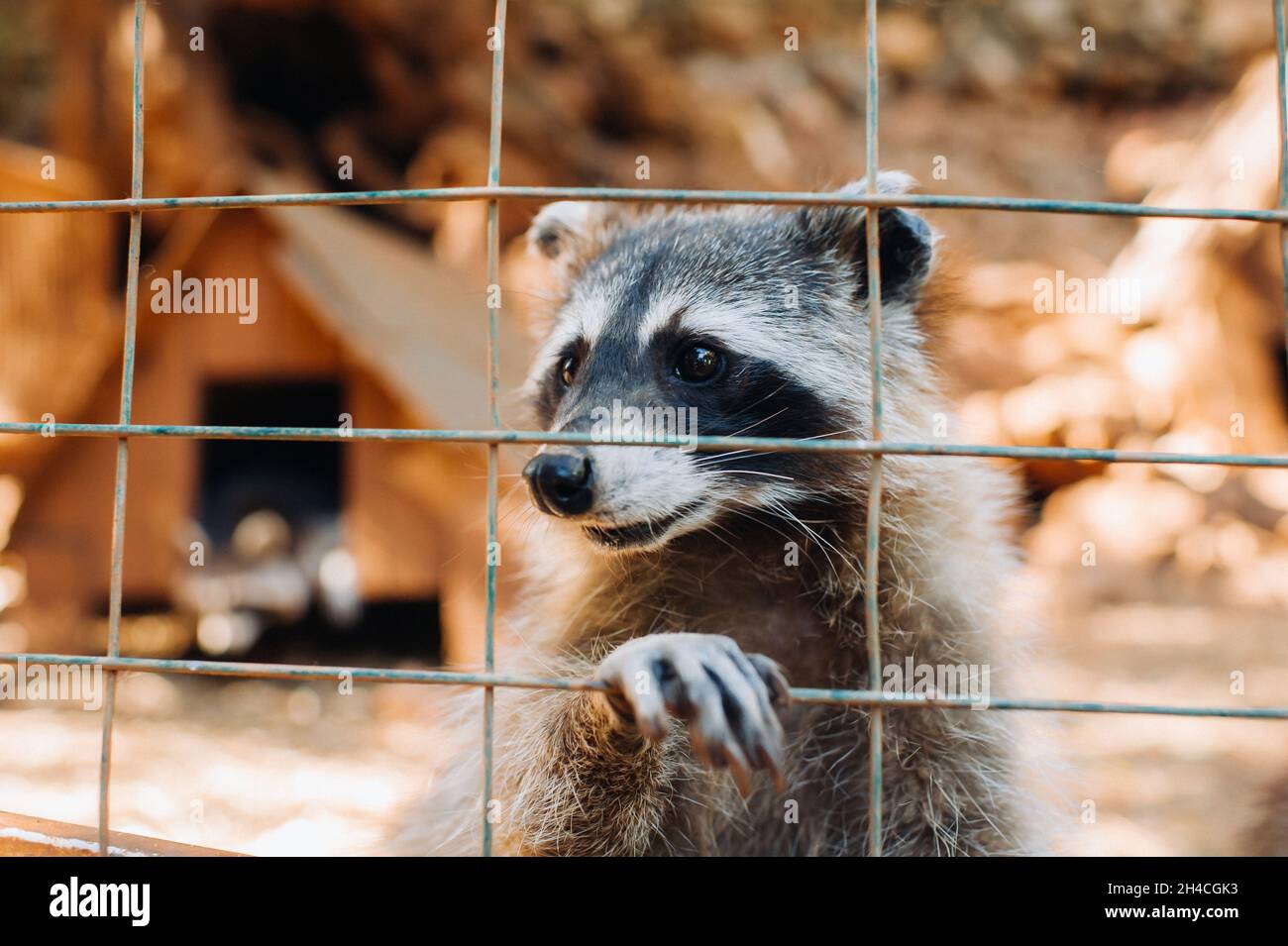 A raccoon in a cage at the zoo in summer looks through the bars.Raccoon in the natural Park of Askos.Greece. Stock Photo