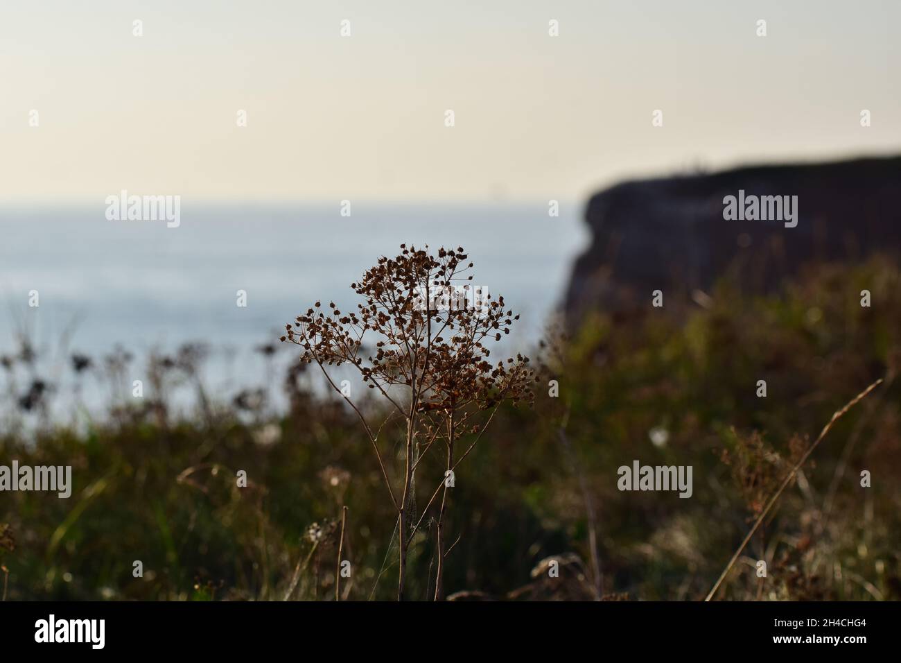 Dried flowers in front of a red cliff at the costline in the evening