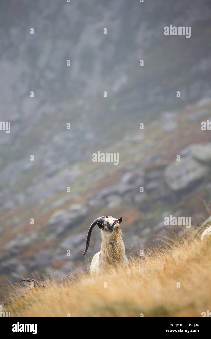 Adult male long horned Welsh mountain goat on a hillside sniffing the ...