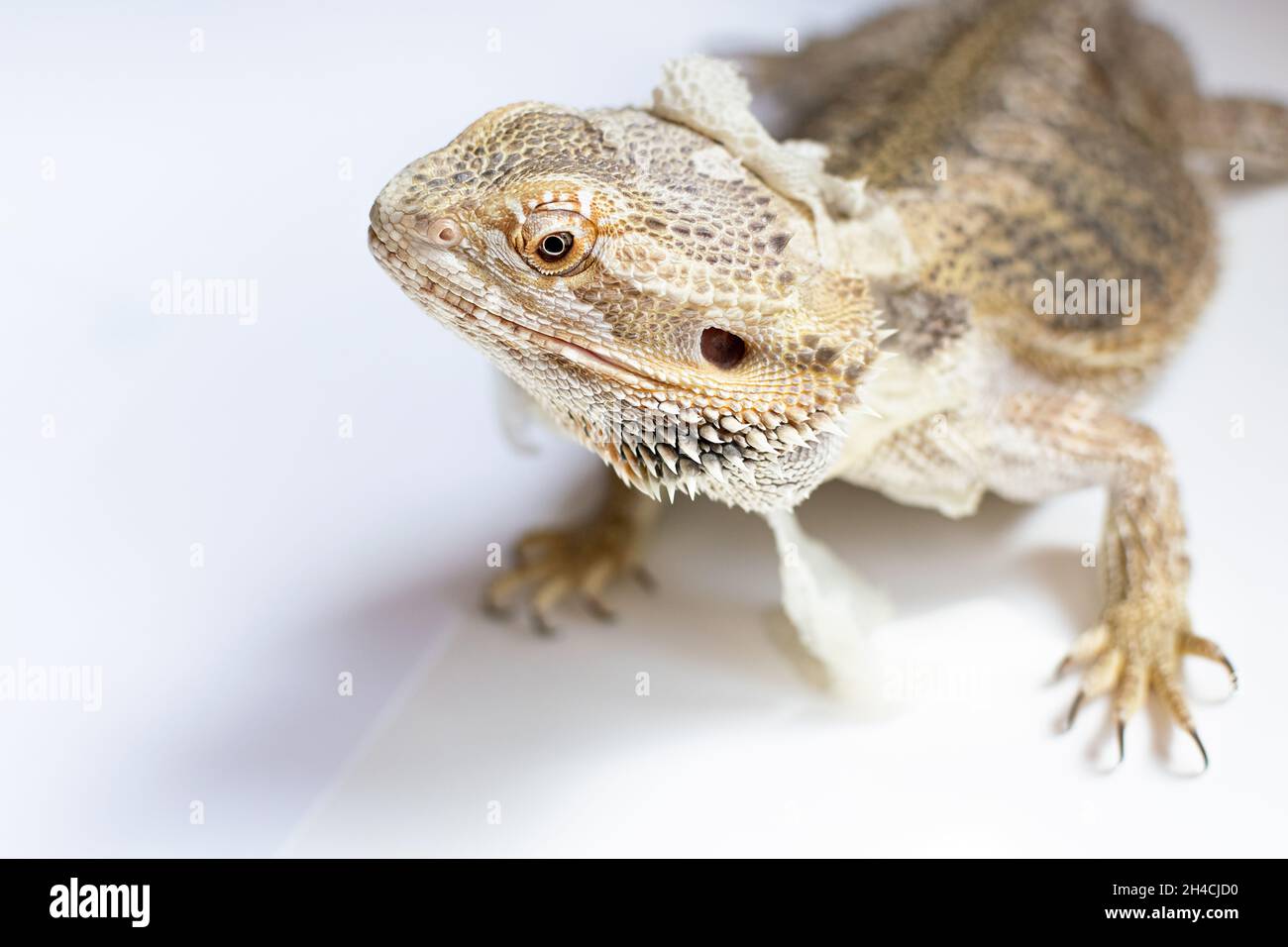 Husbandry Handbook: Inland Bearded Dragon - Pogona vitticeps