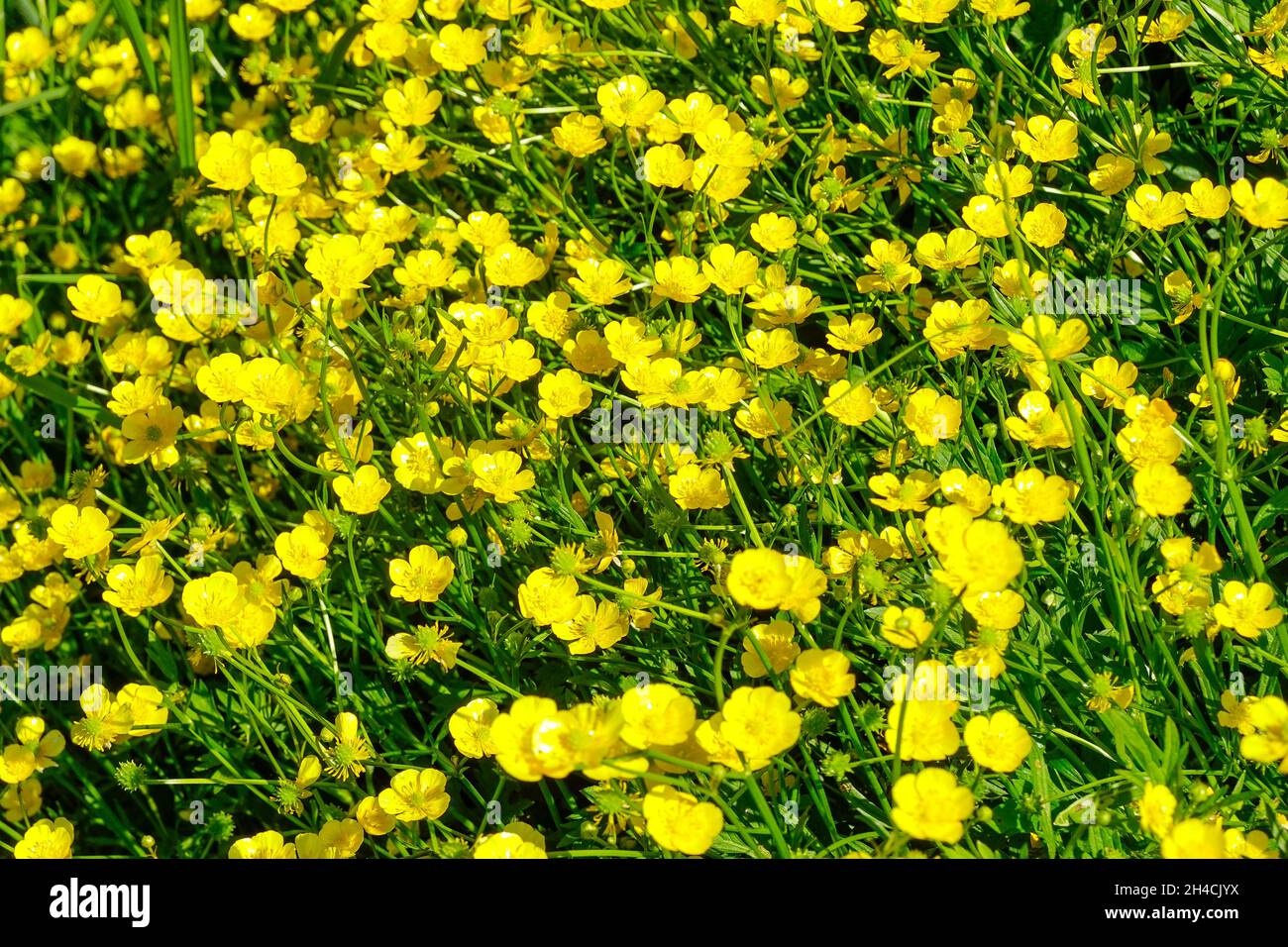 Gelbe butterblume hi-res stock photography and images - Alamy